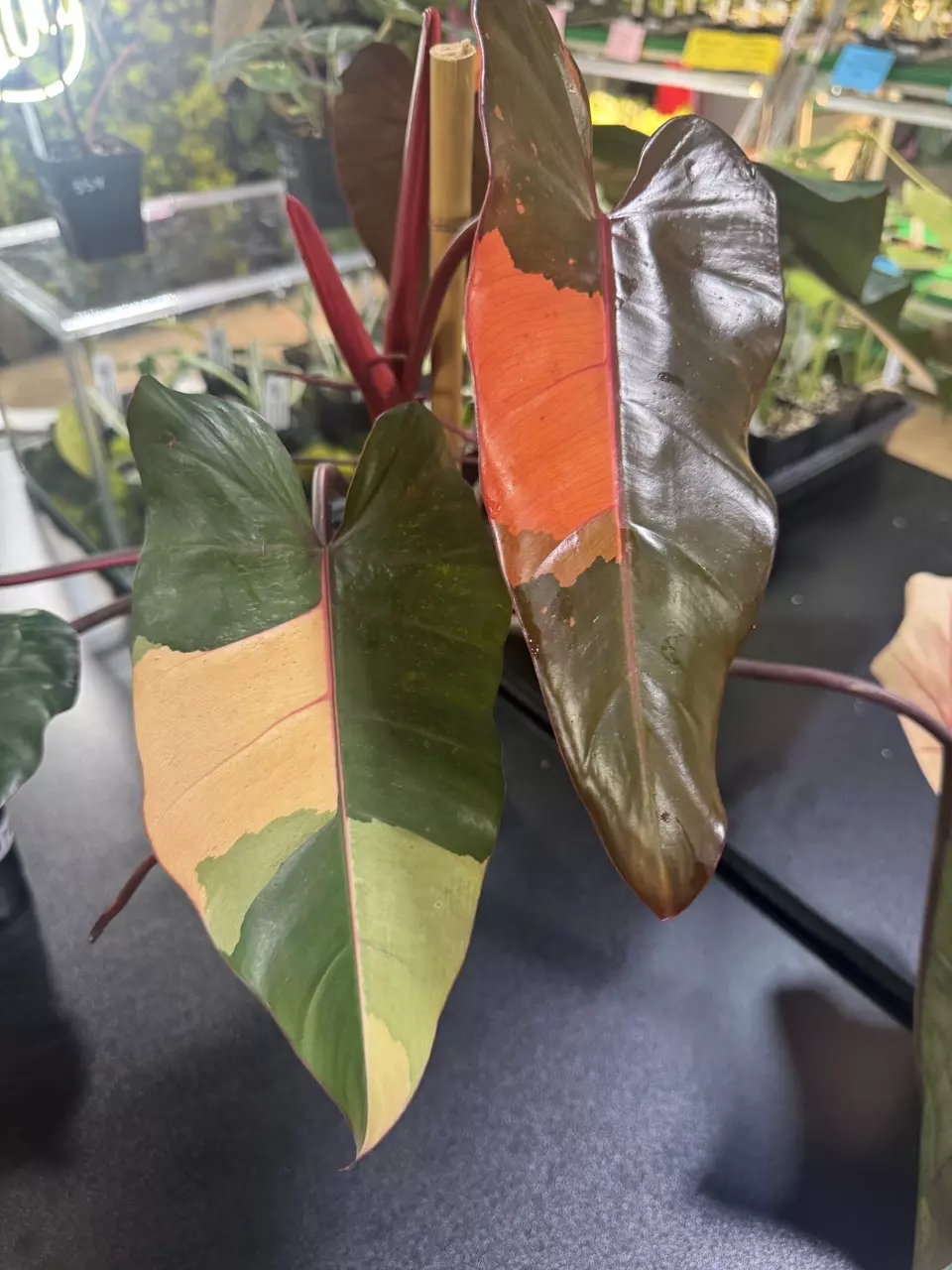plant/Philo dark lord $9500 whole plant ($1500 per leaf in person)-0