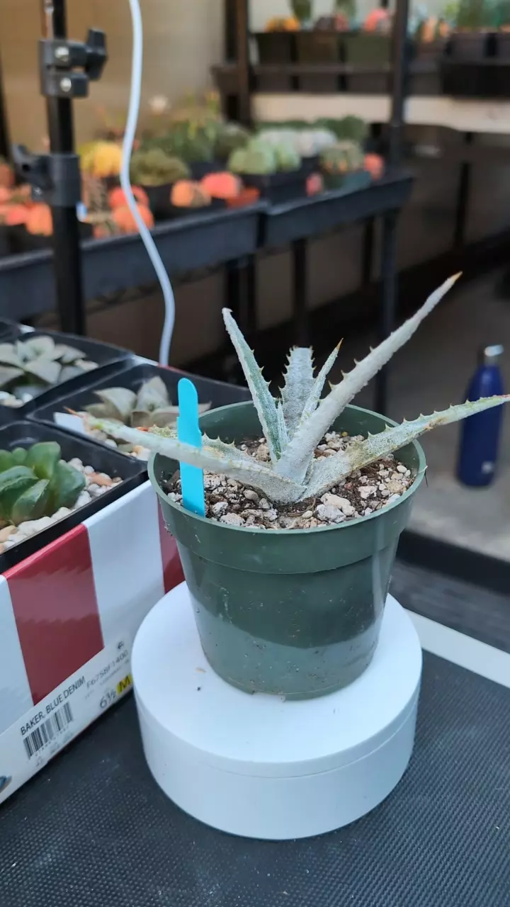 plant/DC Hectia Marnier - lapostollei-0