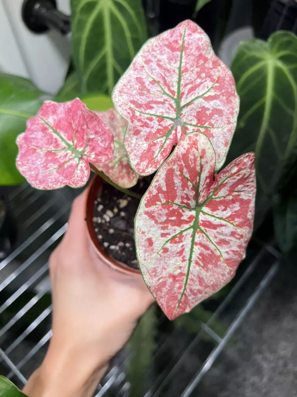 plant/Caladium Bloody Mary 4” GC-0