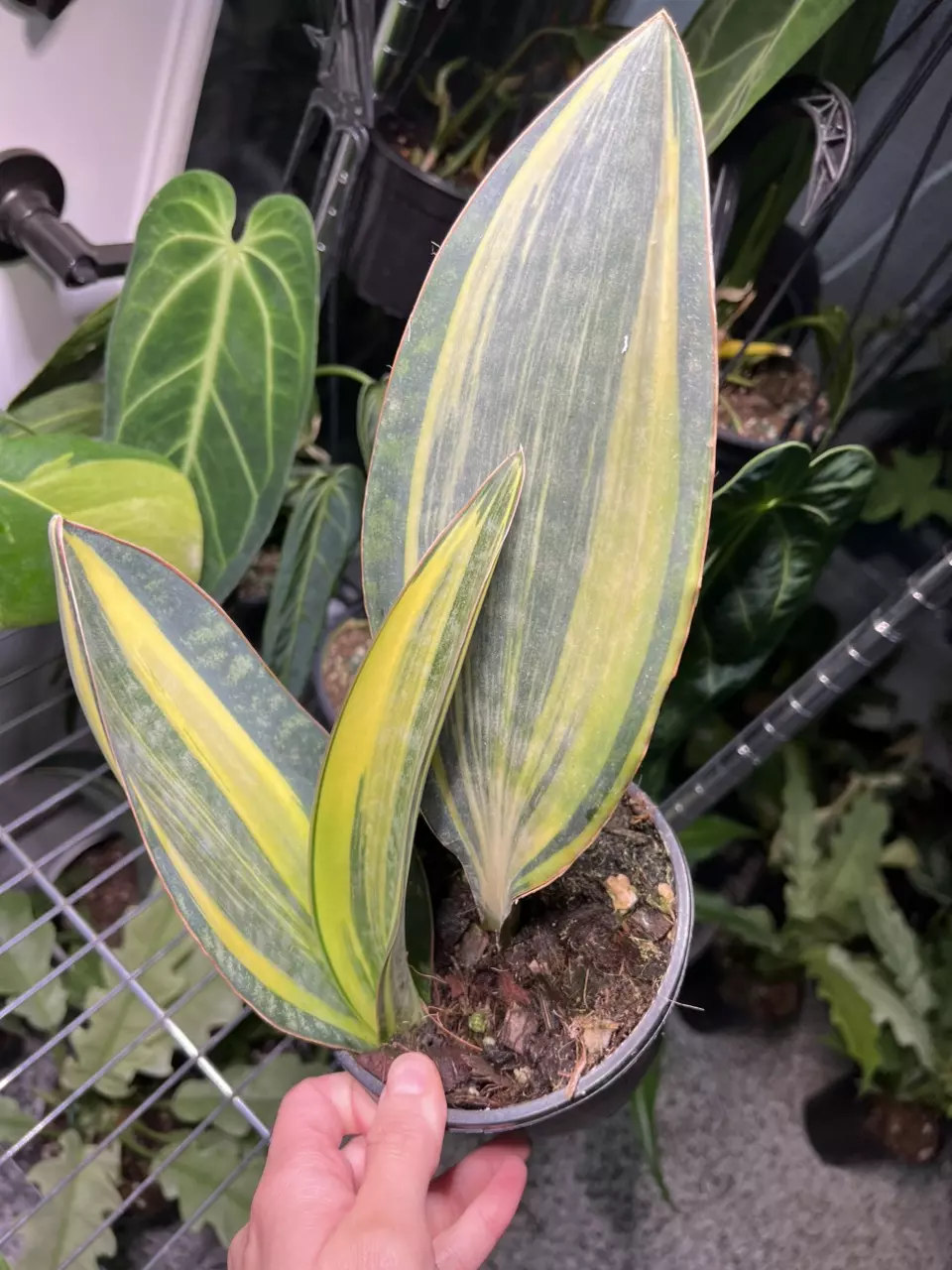 plant/Whale Fin 6” Aurea-0