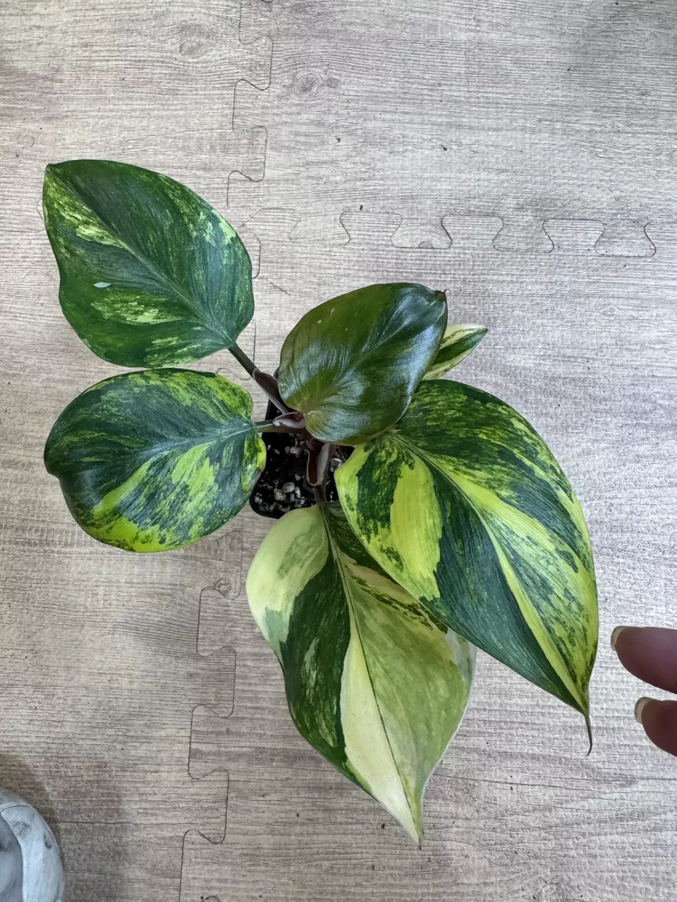 plant/White knight aurea-0