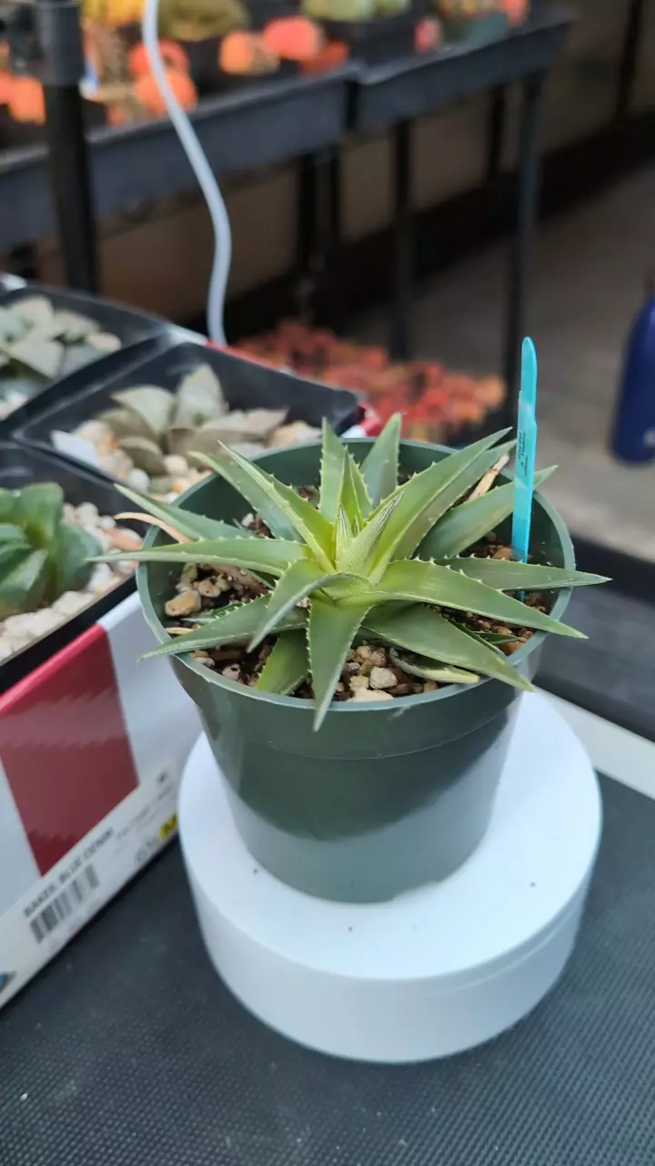 plant/Dyckia Yellow Glow-0