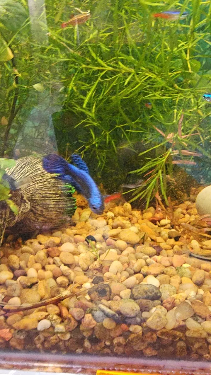 plant/A16 blue alien-0