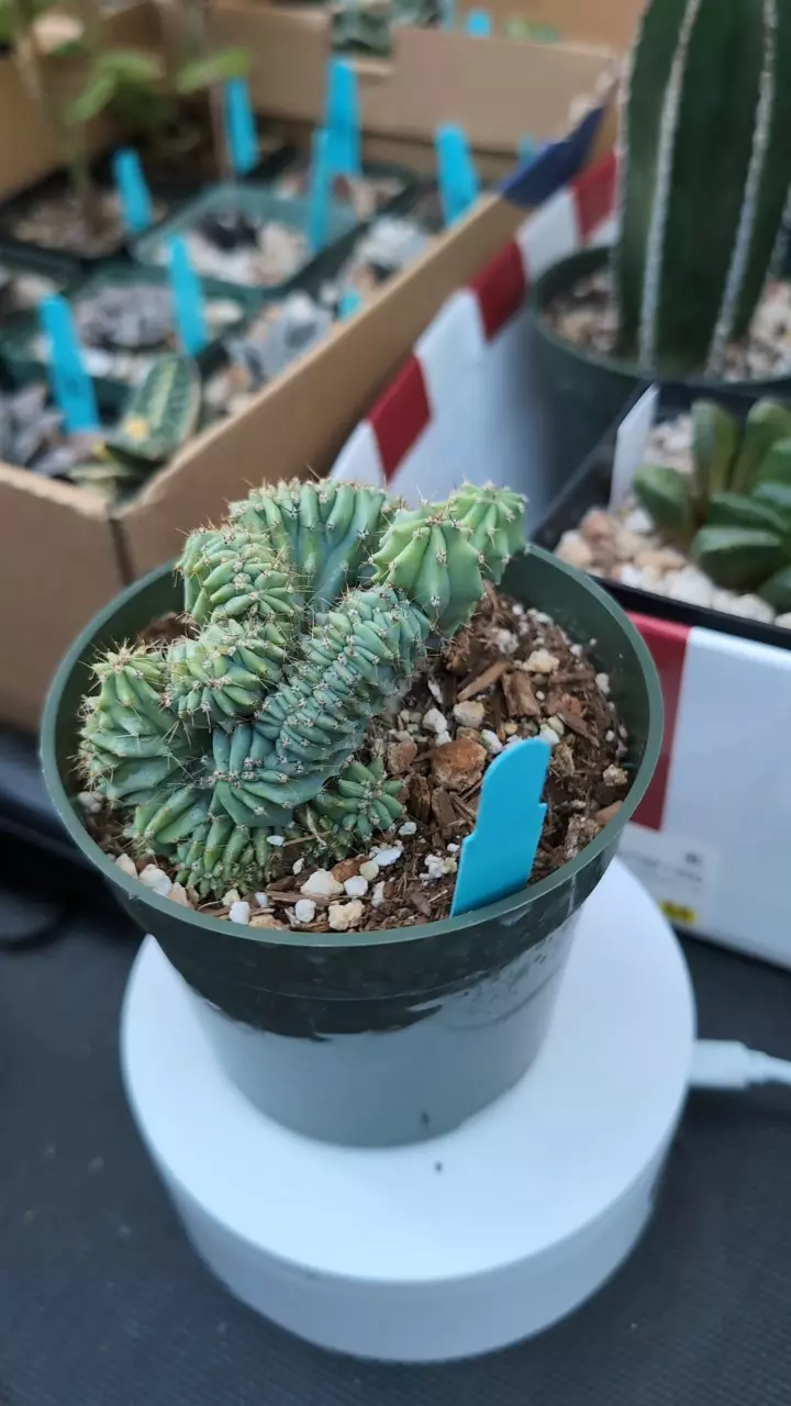 plant/DC Myrtillocactus Geometrizan f Cristata-0