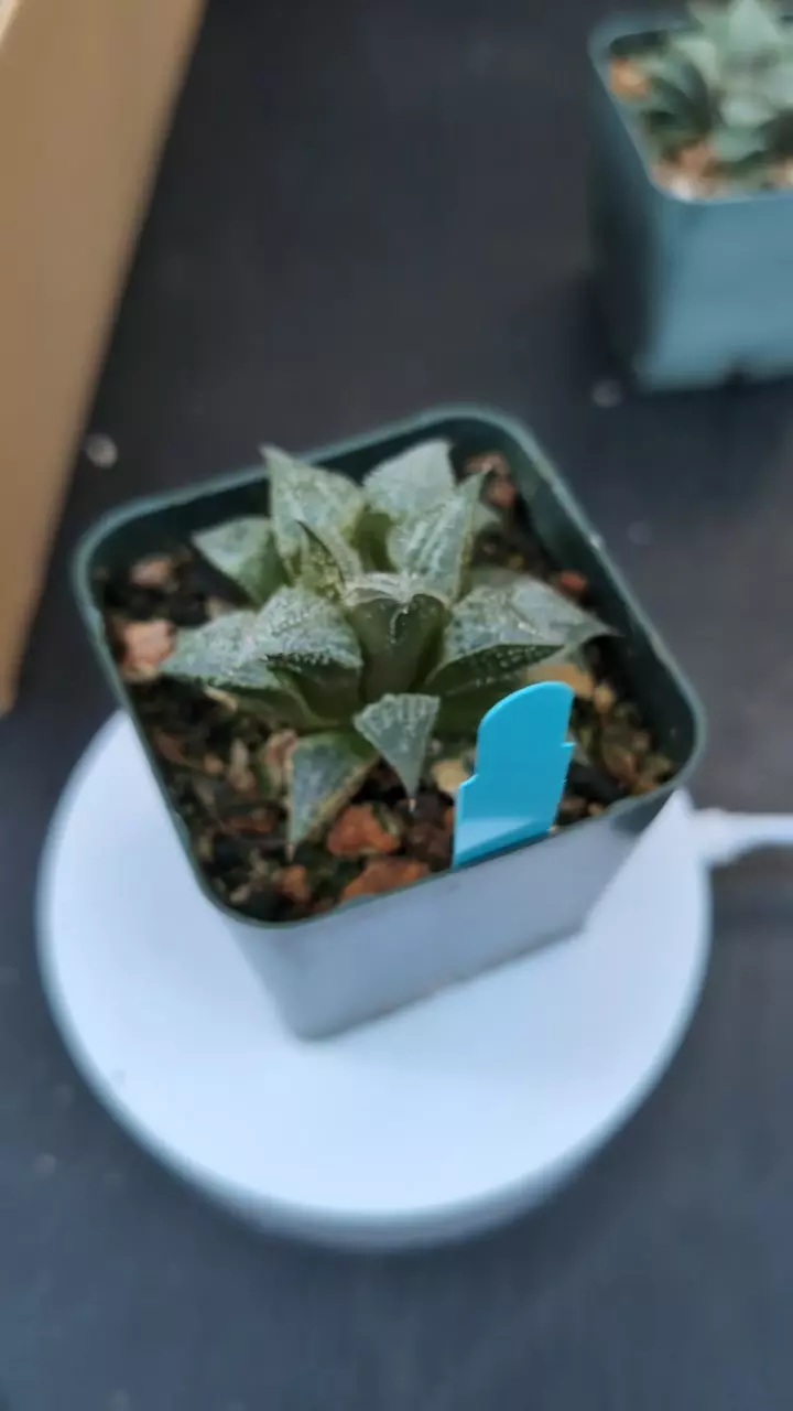 plant/DC Magnifica Hybrid-0