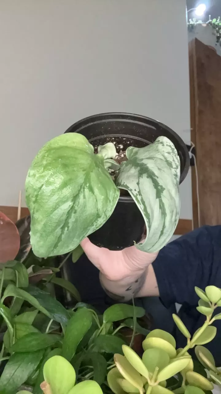 plant/Scindapsus Kalimantan A-0