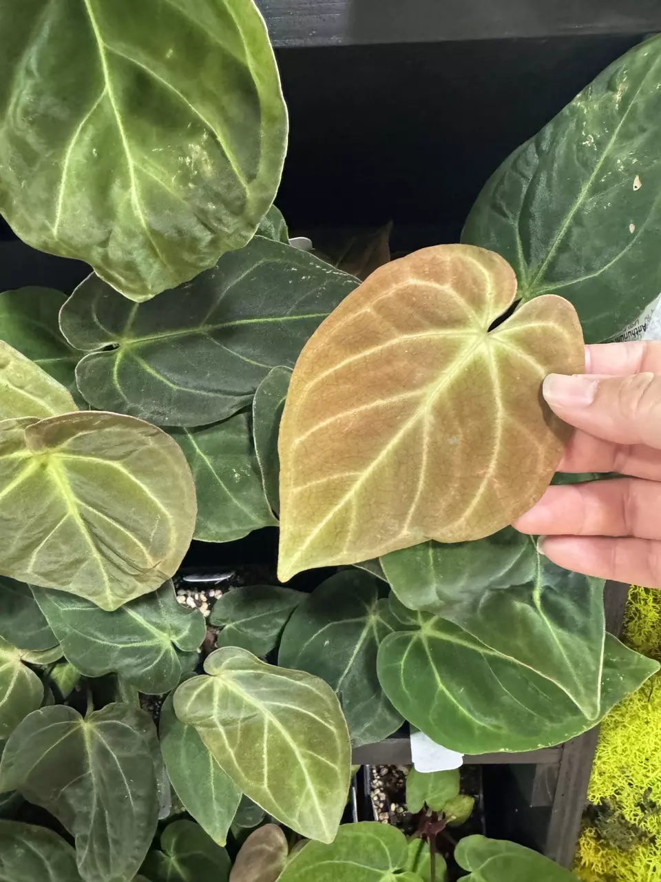 plant/IAS SPECIAL dorayaki x antolakii-0