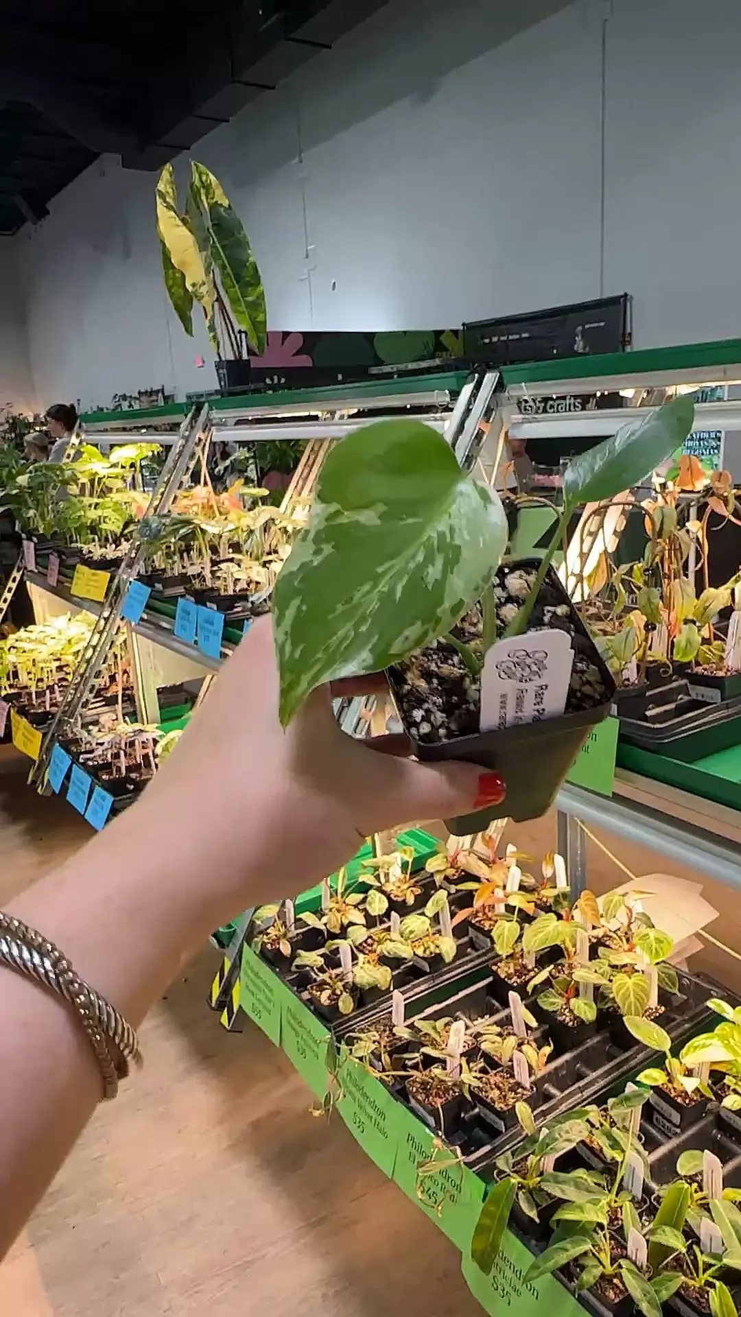 plant/IAS6 monstera bulbasaur-0