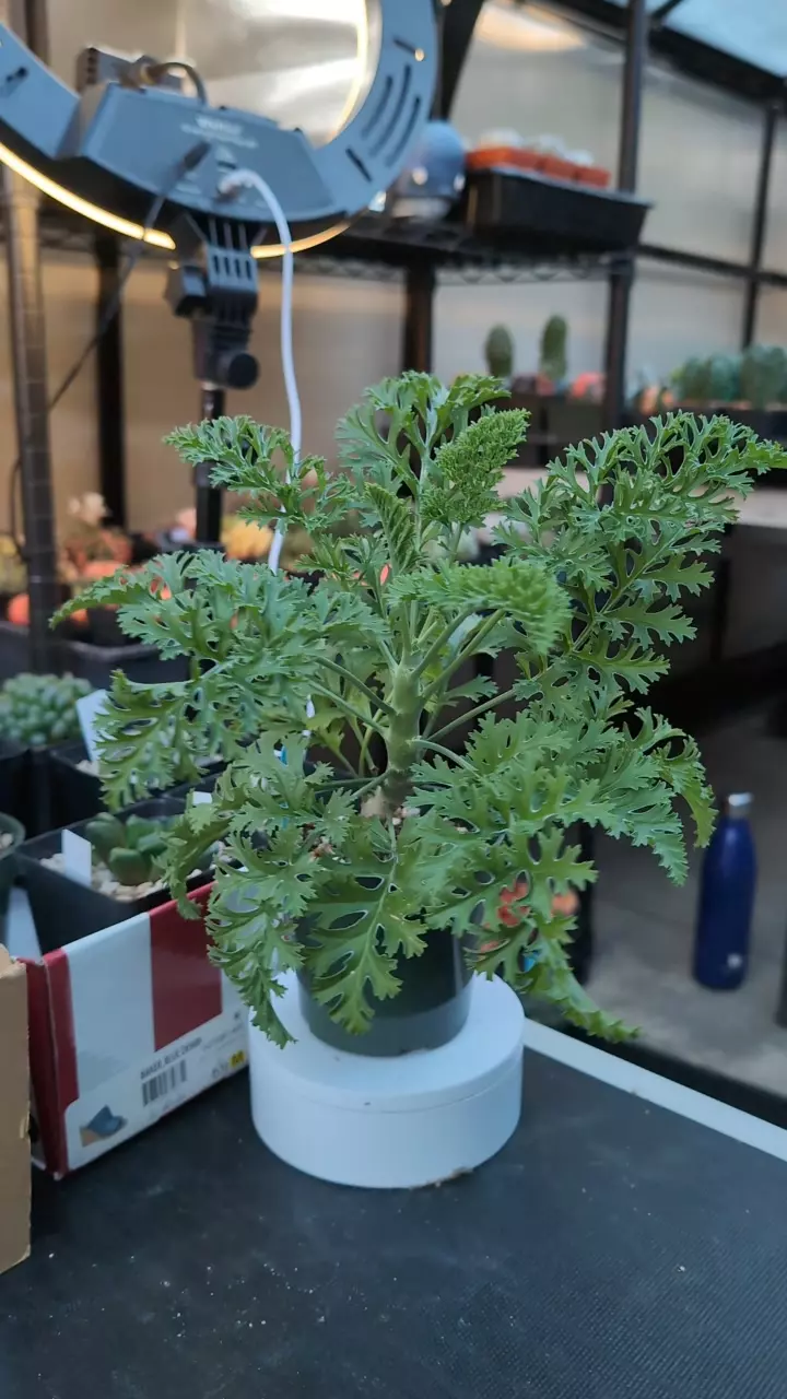 plant/DC Pelargonium ferulaceum-0
