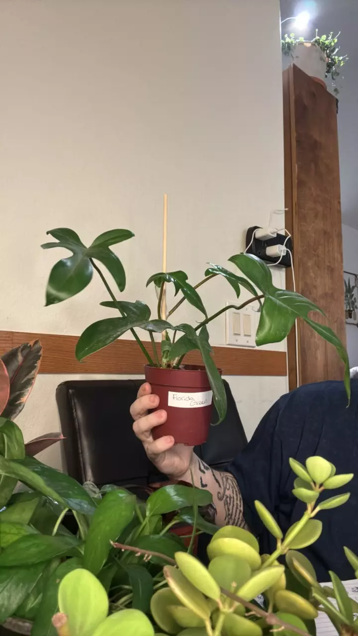 plant/Florida green-0