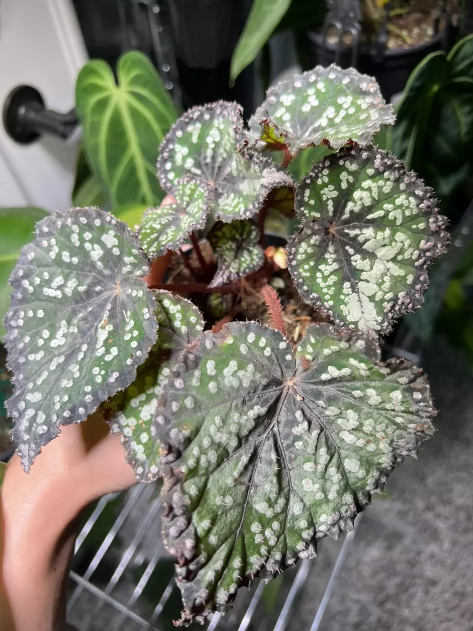 plant/Begonia Fairytale 4”-0
