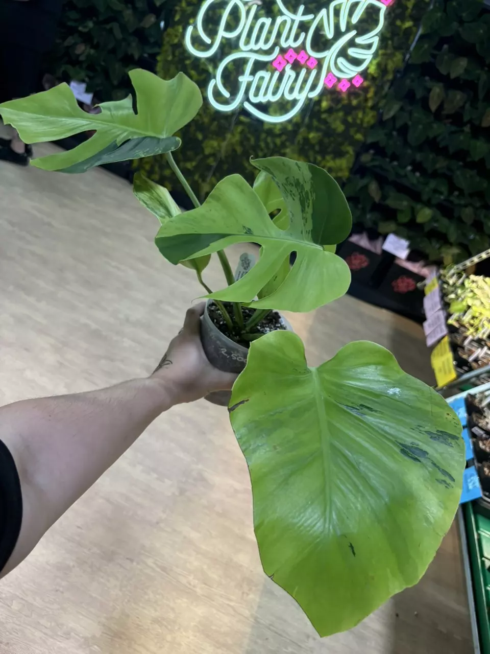 plant/monstera light lime-0