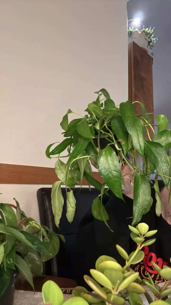plant/Skeleton Key Pothos-0