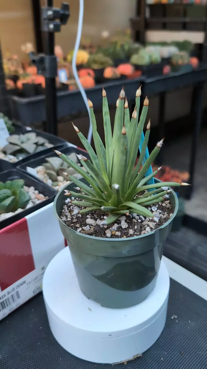 plant/DC Agave albopilosa-0