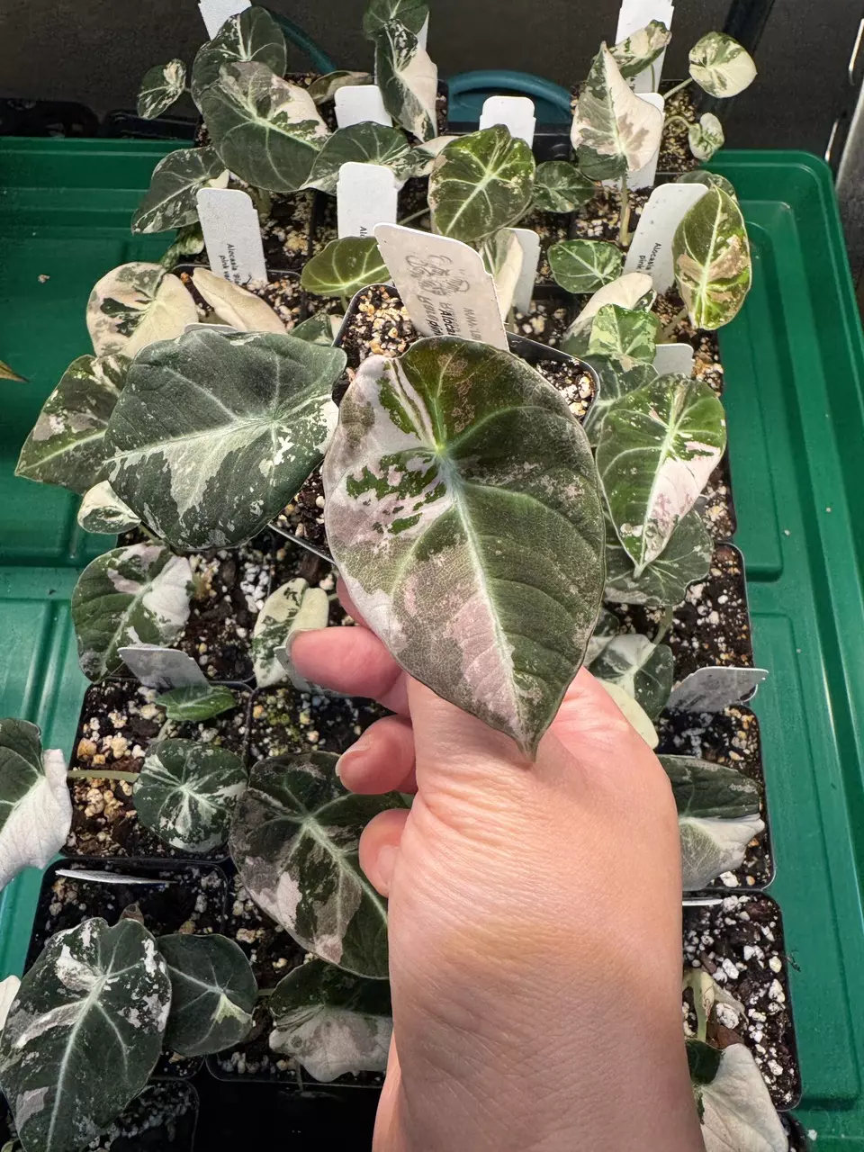 plant/Black Velvet Pink!-0