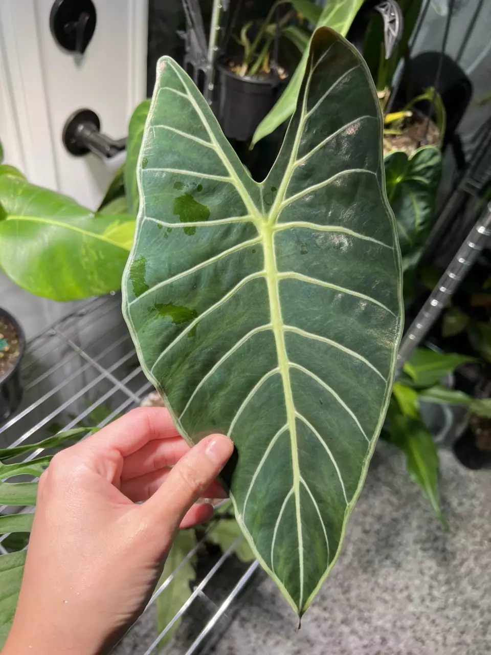 plant/Alocasia Dragons Tooth 6”-0
