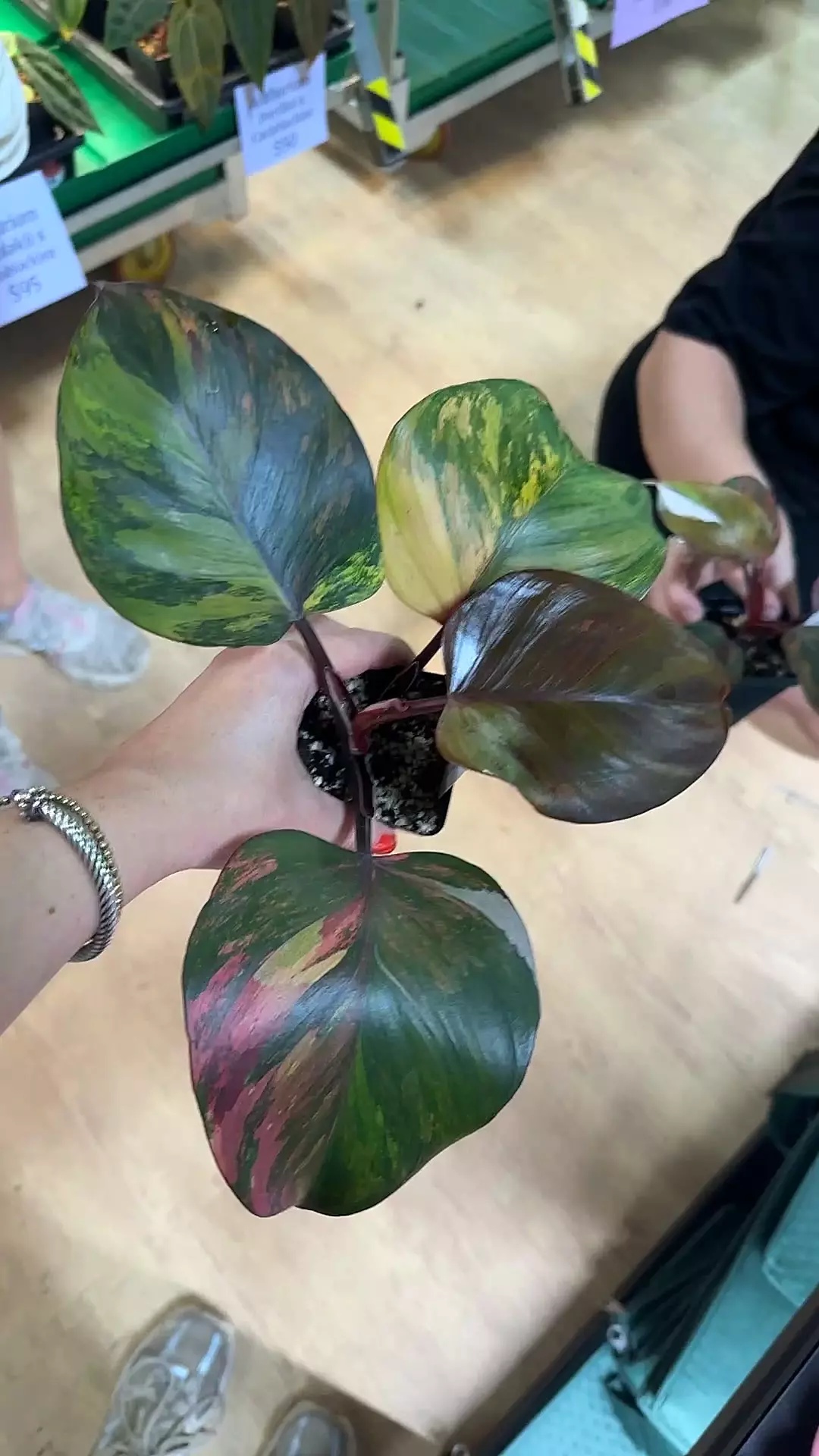 plant/IAS7 Philo Skittles!!-0