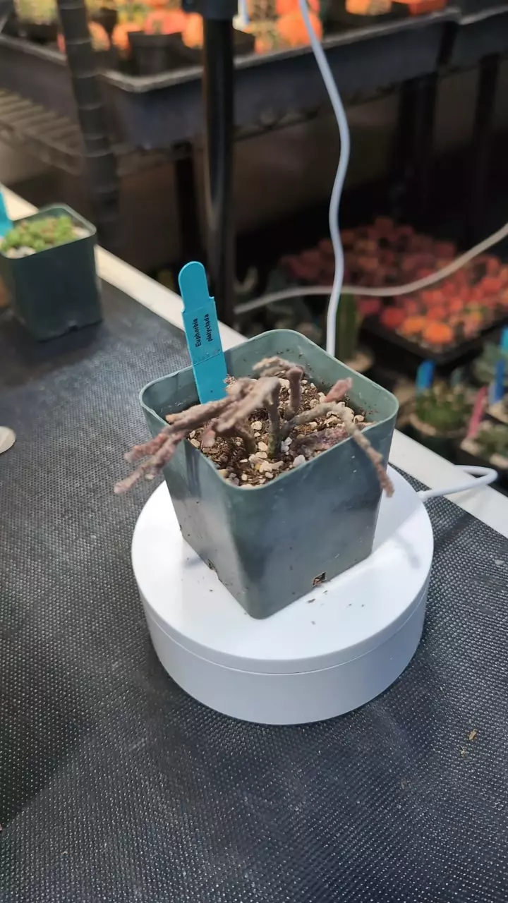 plant/DC Euphorbia Platyclada-0