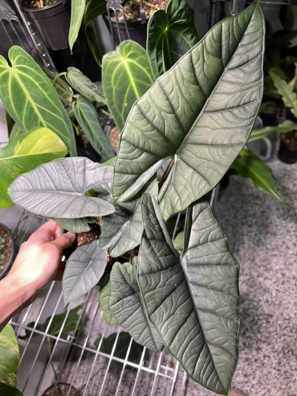 plant/Alocasia Platinum 6” GC-0