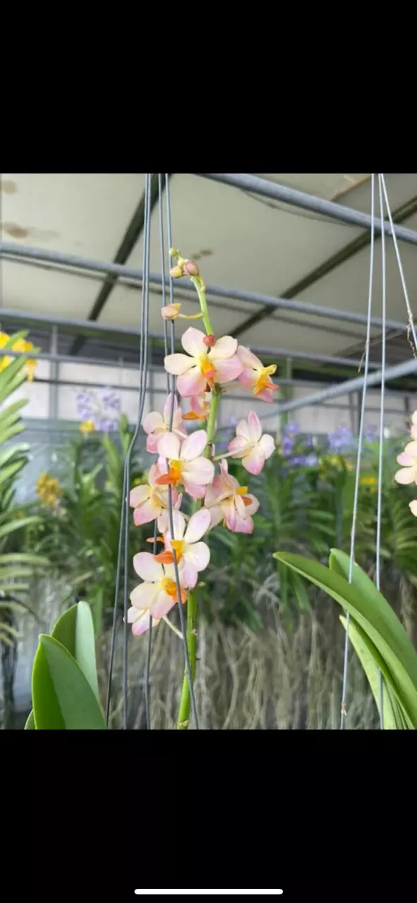 plant/Vanda Orchid orange and pink flowers (lovers choice)-0