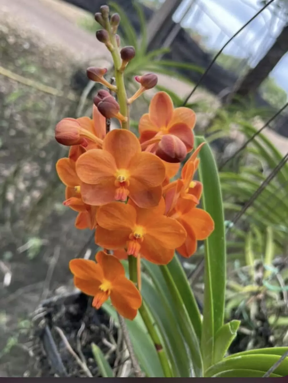 plant/Vanda Orchid orange flower (lover’s choice)-0