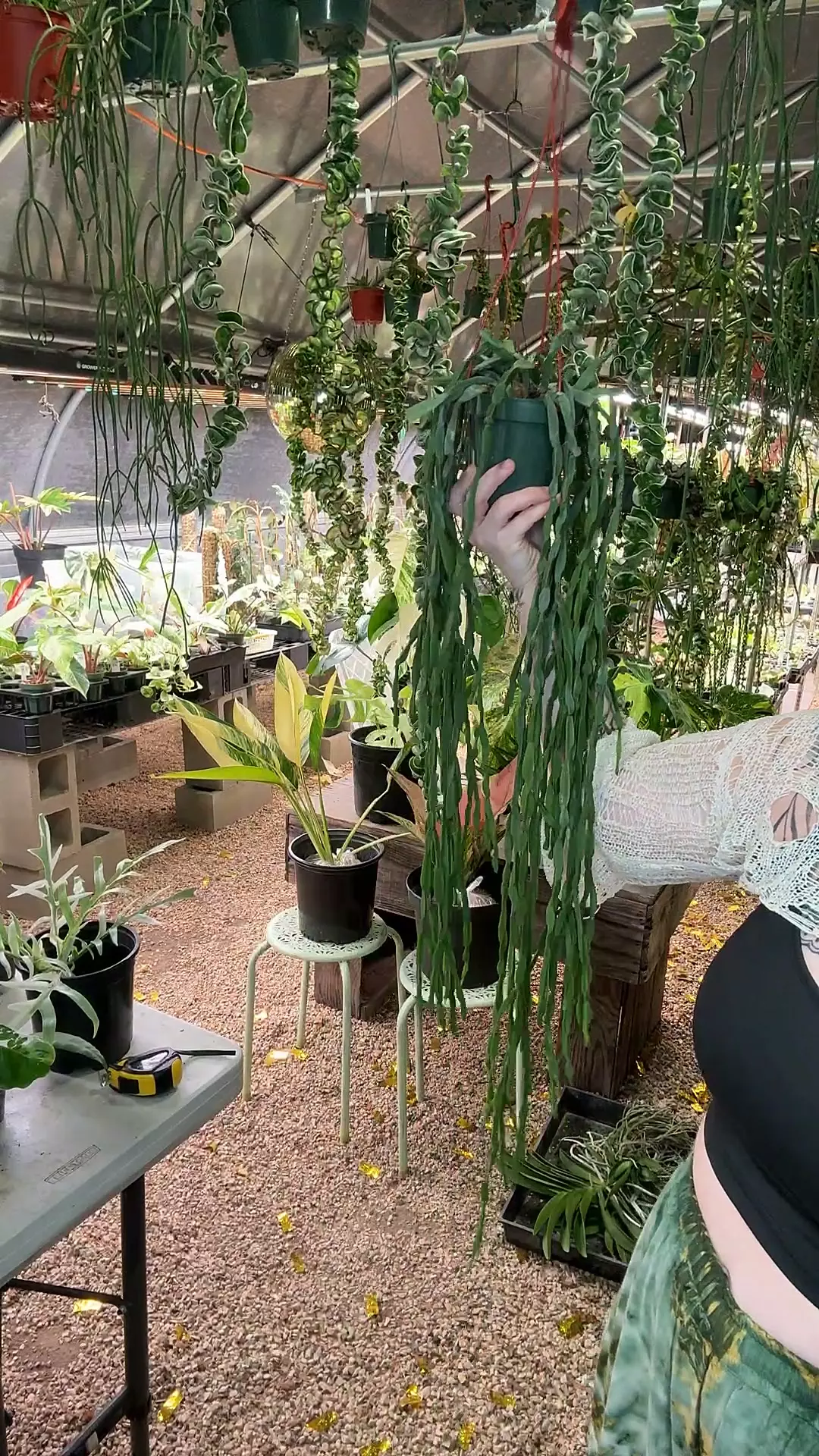 plant/XL Rhipsalis Paradoxa PRESALE ships week of 10/6 (lover’s choice)-0