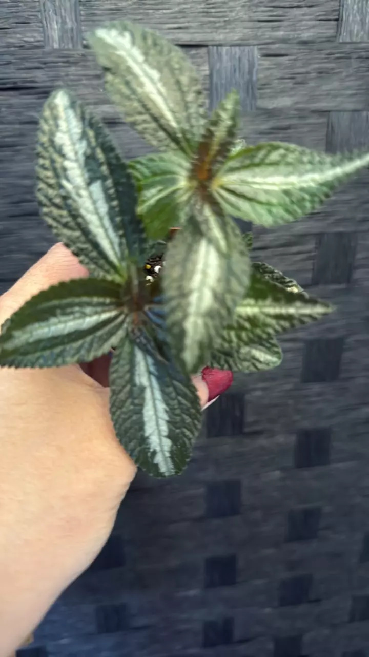 plant/Pilea Spruciana-0