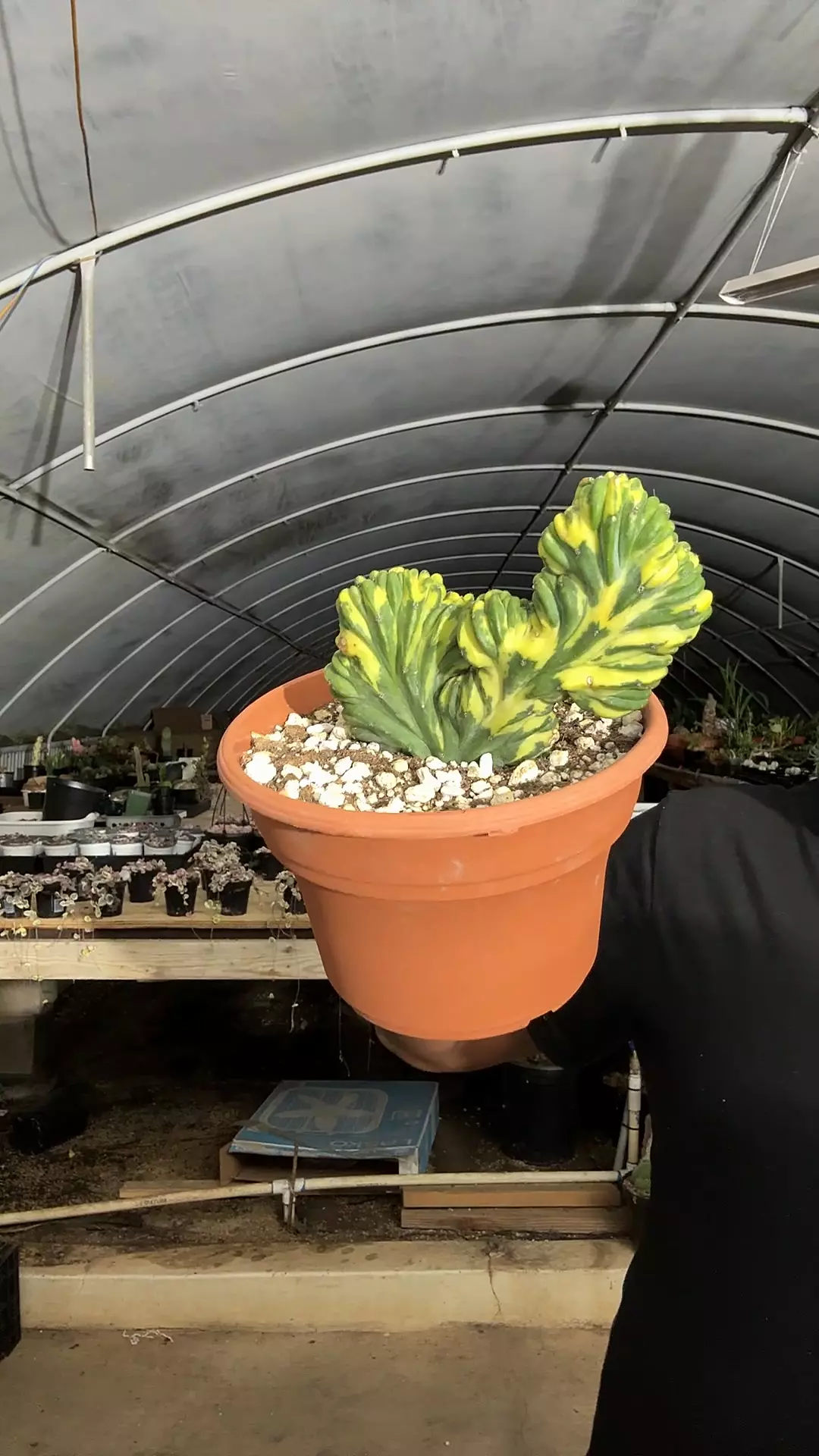 plant/G16 var. Myrtillocactus geometrizans crested variegated-0