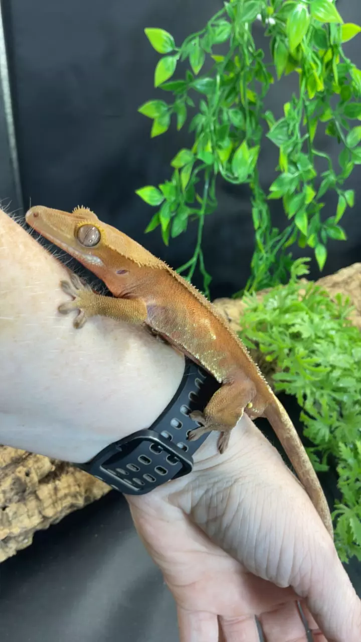 plant/197 Ajd Red Phan Male-0