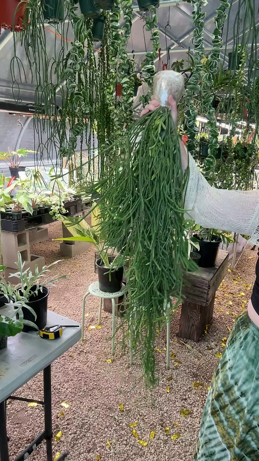 plant/XL Rhipsalis Ewaldiana PRESALE ships 10/6-0