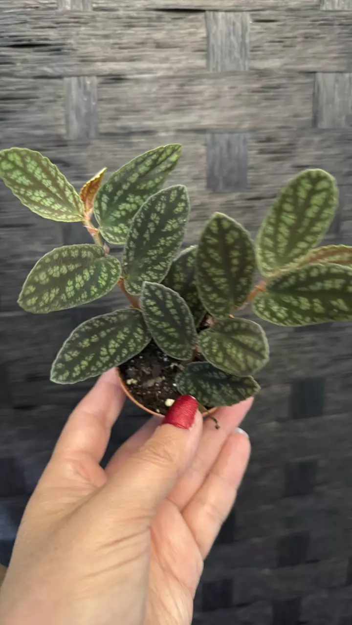 plant/Pelliona Repens-0