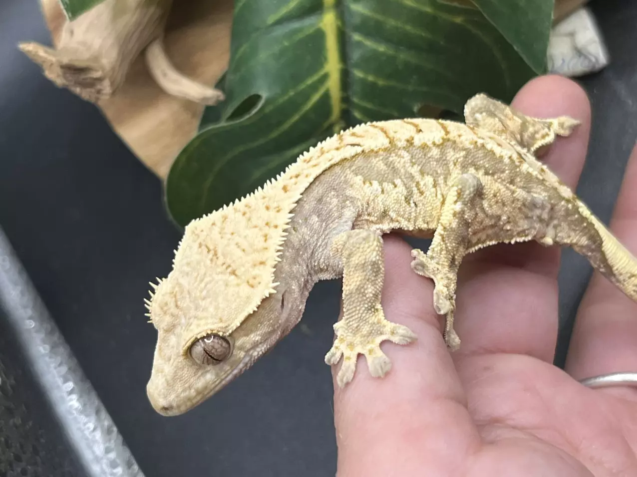 plant/Pandora x cocoa 15g male lavender extreme-5