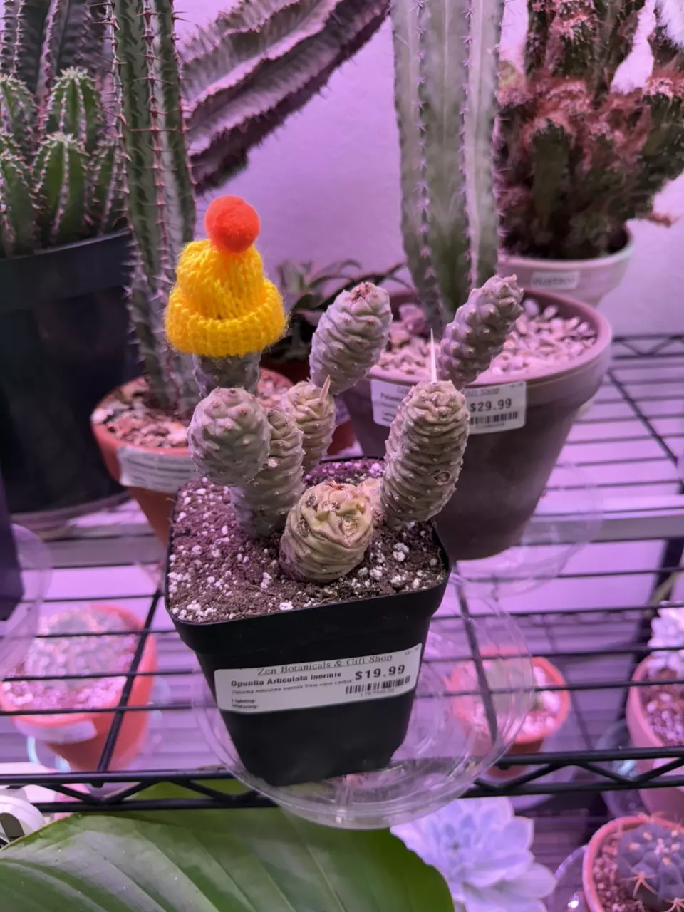 plant/Plant beanie (assorted colors)-0