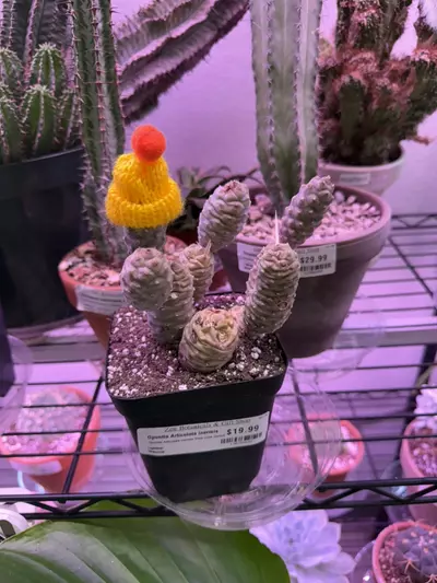 plant/Plant beanie (assorted colors)-0-thumbnail