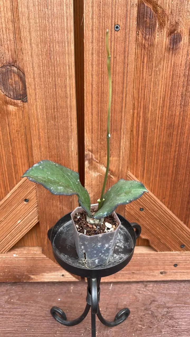 plant/Pricktai Russia-0