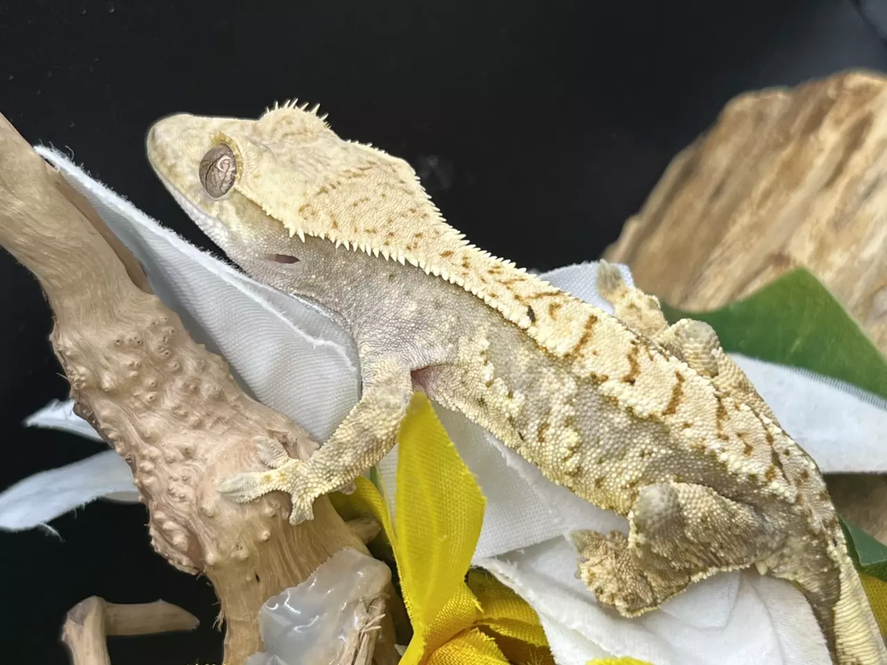 plant/Pandora x cocoa 15g male lavender extreme-1