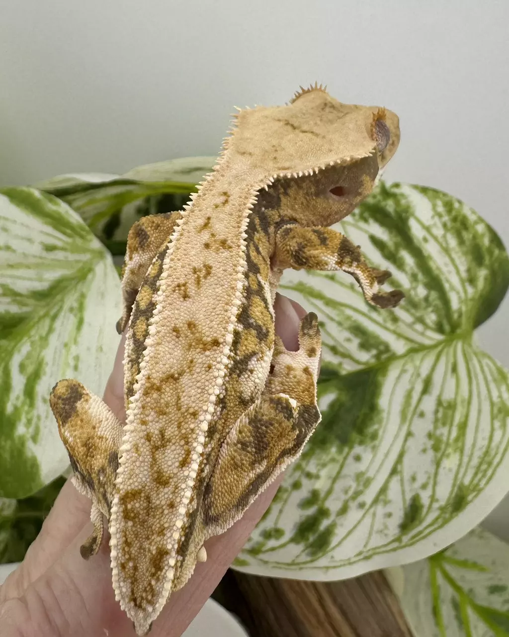 plant/FF16 Morph Menagerie 12.3g Male-0