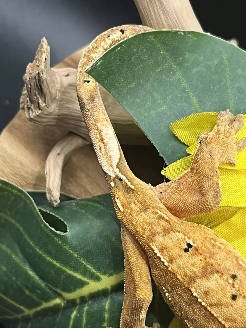 plant/Jack x freckles 12g poss female. Tangerine dalmatian-1