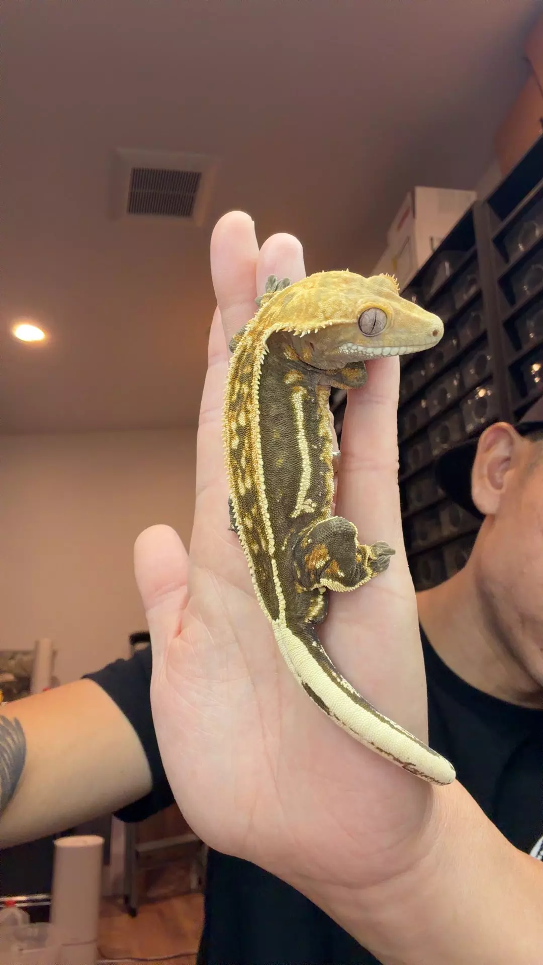 plant/36g male quad venom x gobi-0