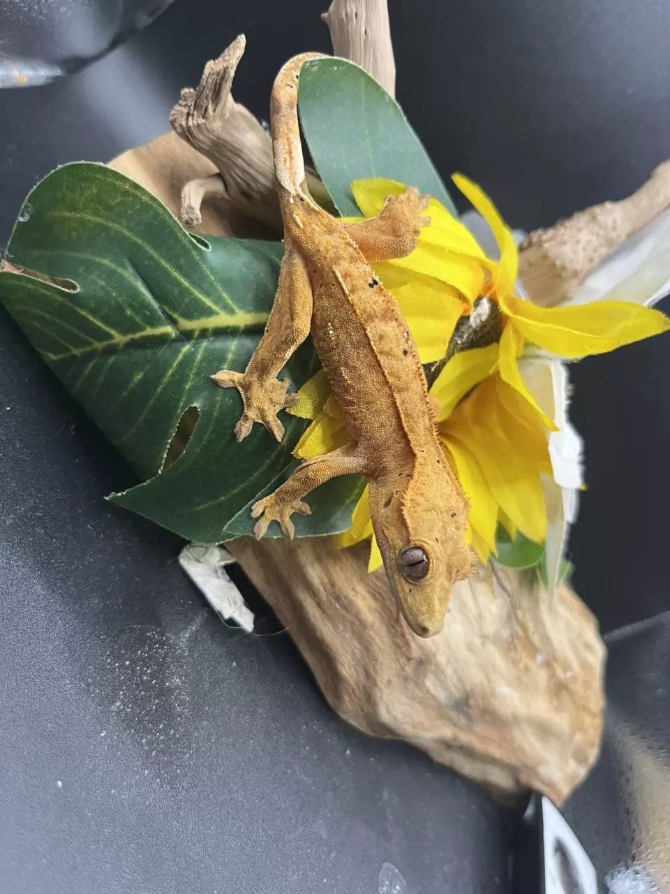 plant/Jack x freckles 12g poss female. Tangerine dalmatian-3