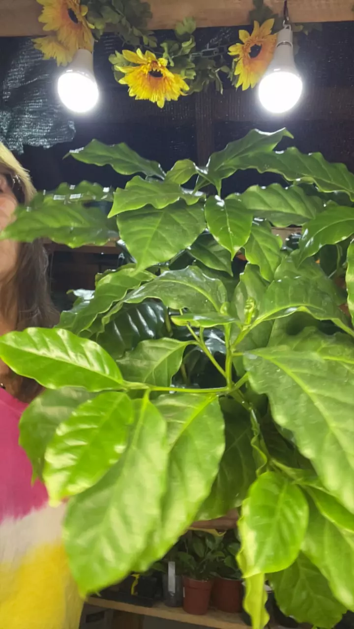 plant/Coffee-0