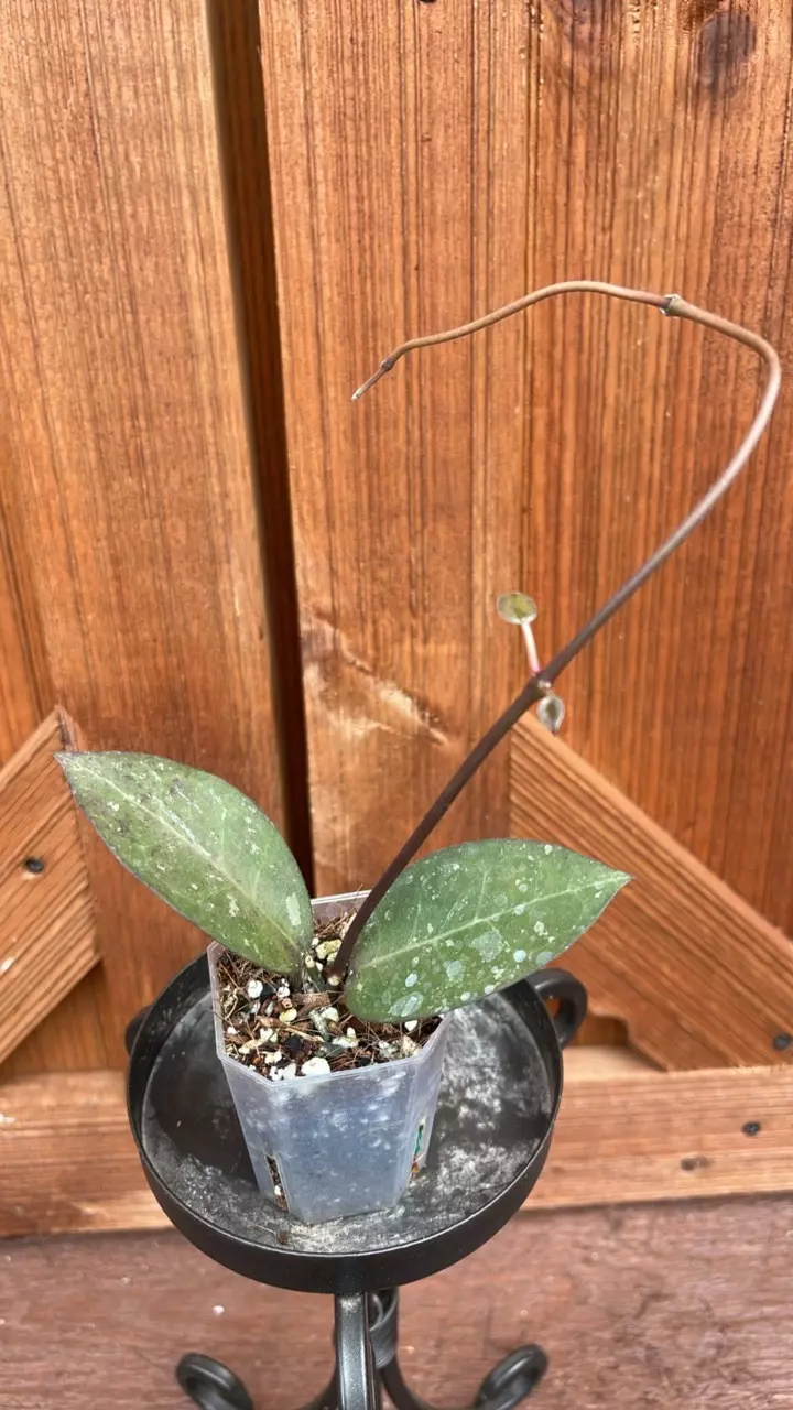 plant/TN01-74 Elliptica x Australis-0