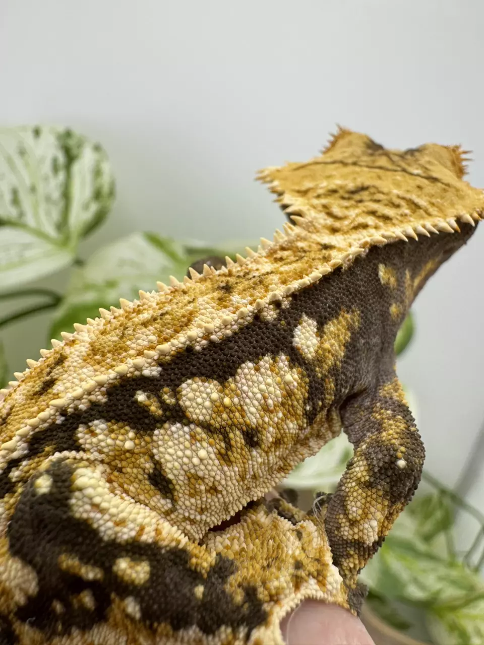 plant/KDS EMH & Kimora 25g male-0