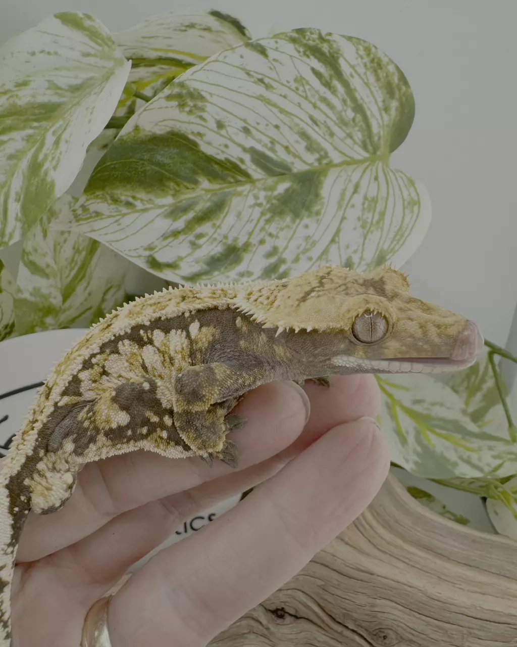 plant/KDS EMH & Kimora 25g male-2