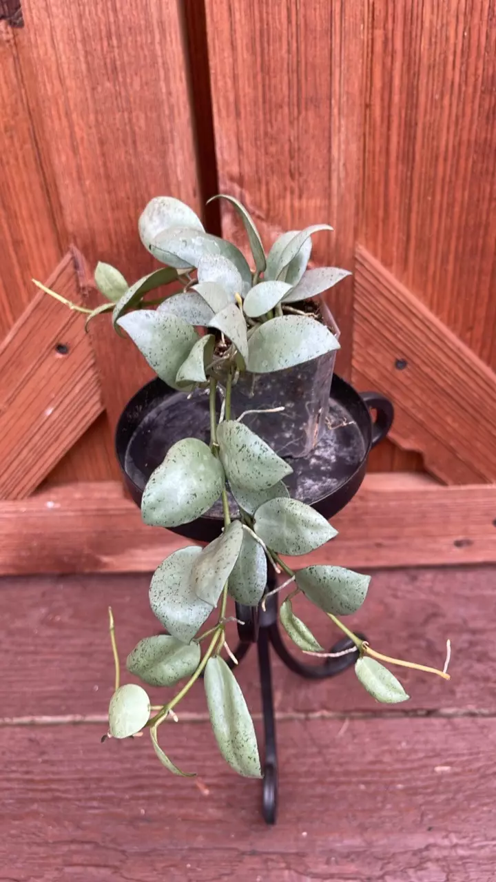 plant/Lacunose silver pearl-0