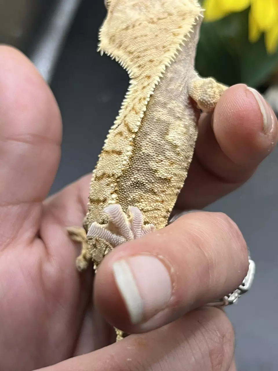 plant/Pandora x cocoa 15g male lavender extreme-0