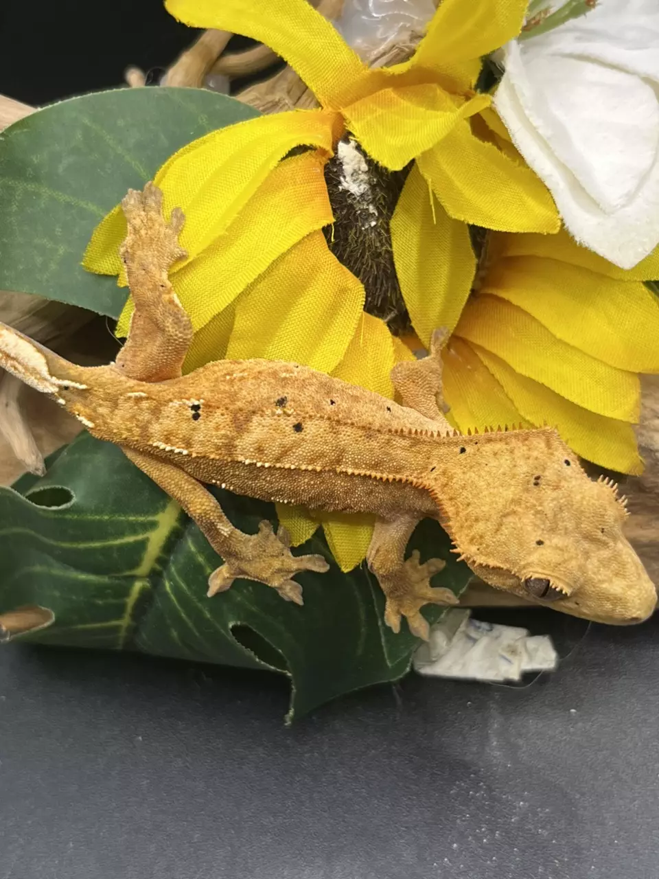 plant/Jack x freckles 12g poss female. Tangerine dalmatian-0