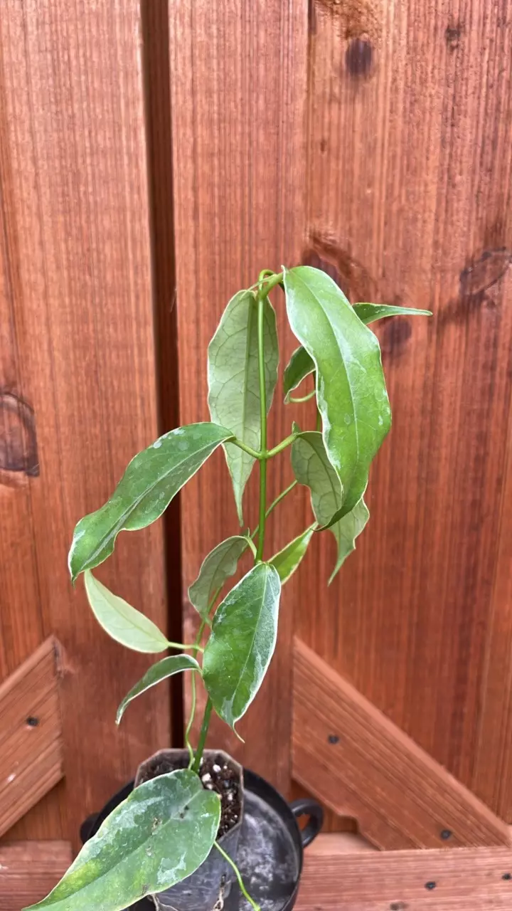 plant/Buotii albo-0
