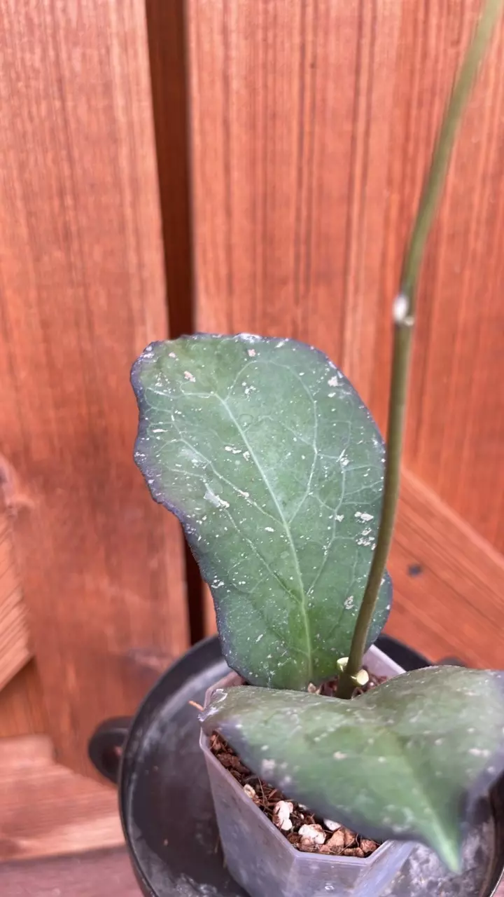 plant/Pricktai Russia-1