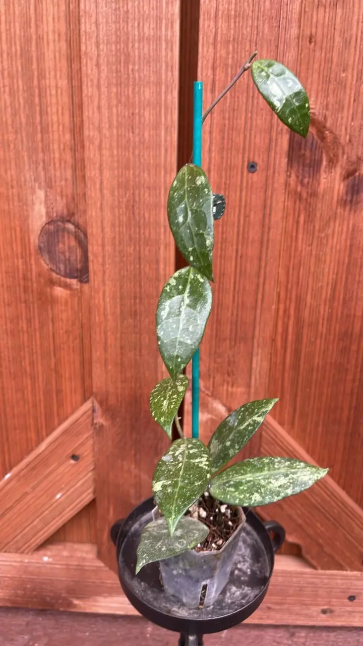 plant/Pmp 171-0